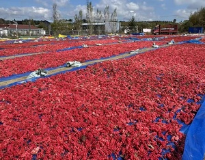Kaiyange bán buôn khô Schisandra chinensis shisandra Berries Wu Wei Zi năm-hương thị-trái cây đúng chinensis trái cây trà - Product Image 5