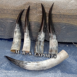 Haute qualité 100% authentique poli 20-24 pouces boeuf Viking corne à boire naturel fini corne de buffle brut bas prix MRS EXPORTS - Product Image 2