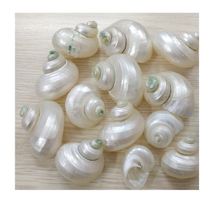 เปลือกหอยเทอร์โบสีเบิร์กที่คัดสรรมาอย่างดีจากเวียดนามขัดเงาและพร้อมสำหรับโครงการตกแต่งบ้านระดับพรีเมียม - Product Image 1