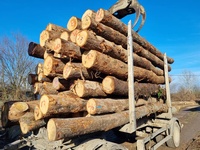 Prix d'usine en gros, bûches rondes en bois dur d'eucalyptus naturel, exportation de bûches en bois d'eucalyptus et prix