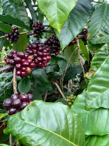 Grains de café vert naturel Arabica de qualité supérieure, produits agricoles, grains de café vert prêts à être expédiés - Product Image 6