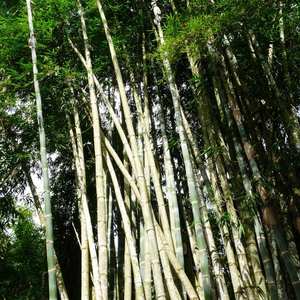 Pôles en bambou pour la décoration intérieure, naturels, traités au carbone, séchés au four, grand diamètre, sur mesure - Product Image 5