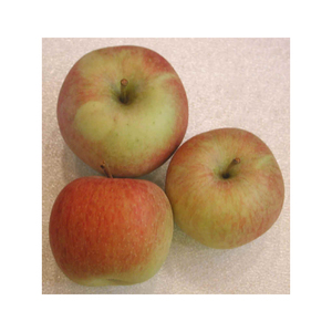 Pomme Gala fraîche de qualité supérieure, fruit sucré pour les acheteurs en gros, les détaillants, les distributeurs et les commandes d'exportation - Product Image 2