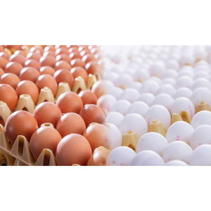 Wholesale Organic Farm Fresh Table <b>Eggs</b> High Quality Brown and White Chicken <b>Eggs</b> - Product Image 4