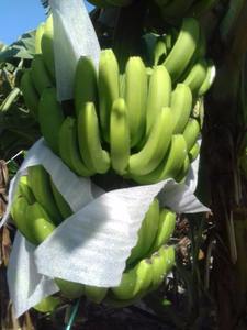 Plátano cavenlavavajillas, fresco - Product Image 5