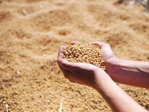 Premium Quality Non-GMO Yellow Brazilian <b>Soybean</b> Seeds 25kg Bulk Pack with 24 Months Shelf Life - Product Image 2