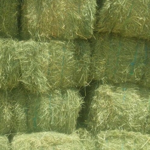 หญ้าแห้งอัลฟัลฟาธรรมชาติมาตรฐานสำหรับใช้ในม้าและปศุสัตว์ - Product Image 1