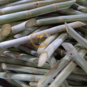 Caña de azúcar congelada de alta calidad de Vietnam, palo de caña de azúcar, materias primas frescas para alimentos, ISO, frutas saludables para cocinar y beber - Product Image 3