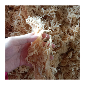 สาหร่ายสีทองแห้งสีทองจากสาหร่ายทะเลเค็มแบบธรรมชาติ - Product Image 4