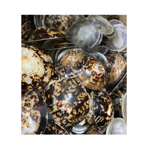 Las conchas marinas polacas más vendidas del océano de Vietnam, conchas Cellana/lapas, artículos decorativos a bajo precio - Product Image 1