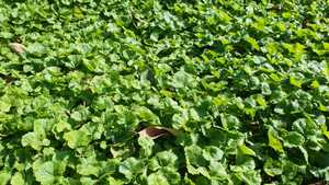 ใบ Centella Asiatica, ใบ Gotu Kola, mandukaparni