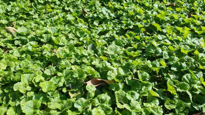 Centella asiatica leaves, gotu kola leaves,Mandukaparni