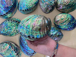 Coquille d'ormeau de qualité export, Paua Ormer, sélectionnée pour la fabrication de bijoux artisanaux décoratifs et la décoration intérieure - Product Image 6