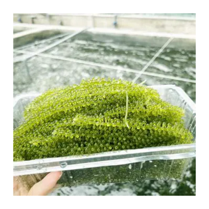 Vietnam Premium Sea Grape-Raisin de mer frais et déshydraté Exportateur en vrac Prêt à expédier rapidement dans le monde entier - Product Image 1