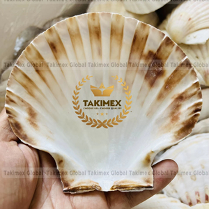 Natural Seashell Hermit <b>Crab</b> <b>Shell</b> for Home Decoration - Product Image 1