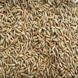 High Quality Natural Dried VF Processed Common Cultivation Ryegrass <b>Seeds</b> South Africa Origin Food Grade Poly Bags <b>Storage</b> - Product Image 1