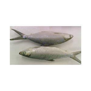 FROZEN <b>MILK</b> FISH WHOLE Round HIGH-QUALITY FD Dried BQF Frozen LOW-SUGAR AFFORDABLE PRICE with 1 YEAR SHELF LIFE CANADIAN ORIGIN - Product Image 2