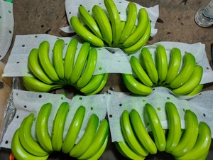 Tropical <strong>Banana</strong> High Quality Best Selling <strong>Banana</strong> Sweet Style Green <strong>Banana</strong> Grown in Vietnam - Product Image 4