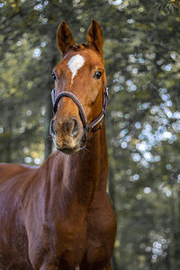 Licou de cheval Bling King & Beau marron cuir de haute qualité prix bon marché licou en cuir de cheval - Product Image 4