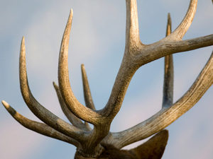 Cuernos de ciervo rojo Premium Cuernos naturales enteros al por mayor - Product Image 3