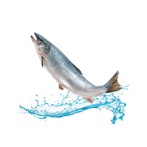 Se vende salmón atlántico redondo entero congelado de Bélgica - Product Image 2