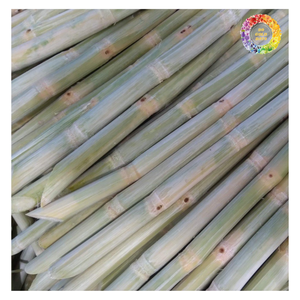 Frozen Sugarcane <b>Sticks</b> 20kg, Premium Frozen Sugarcane for Juice Extraction For Export, Hot Sales BQF Frozen Sugarcane Juice - Product Image 6