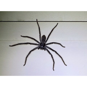 Fendeuse de bois électrique, efficace, sûre et facile à utiliser - Product Image 6