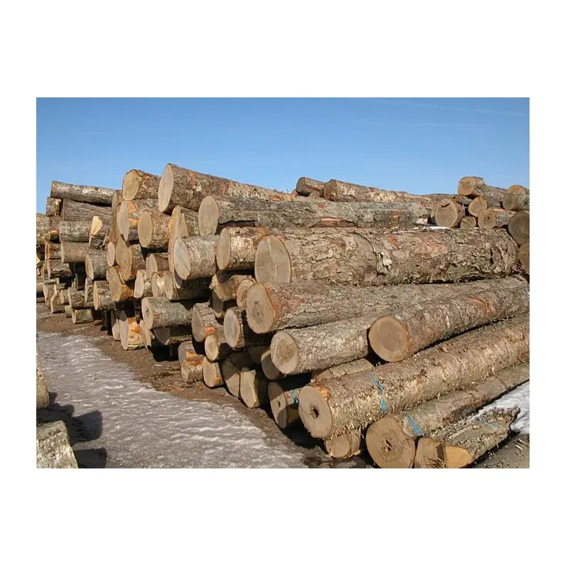 Tronchi di legno di betulla e legname-varie dimensioni e gradi