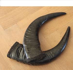 Puntas de Cuerno de Búfalo Natural Crudo Ecológicas de Alta Calidad, Hechas a Mano, Estilo Moderno, Blanco Marrón, ARTESANÍA Atemporal, Venta Muy Competitiva - Product Image 1