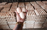 Oeufs de poulet de table bruns frais de qualité Oeufs de table de poulet frais bon marché poulet frais en vrac