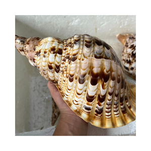 Triton Trumpet Seashell Planter-Carcasa de decoración costera única para exhibiciones náuticas y estilo interior con temática de playa - Product Image 4