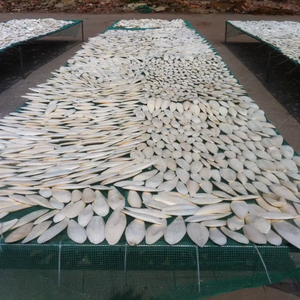 NATURAL DRIED <b>CUTTLE</b> <b>FISH</b> <b>BONE</b> WHOLESALE AT AFFORDABLE PRICE - Product Image 6