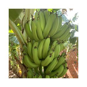 กล้วยควีนดิชออร์แกนิกคุณภาพสูงส่งออกจากฟาร์มเวียดนามในราคาขายส่ง - Product Image 1