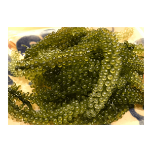 องุ่นทะเลขายส่งจำนวนมาก - Product Image 5