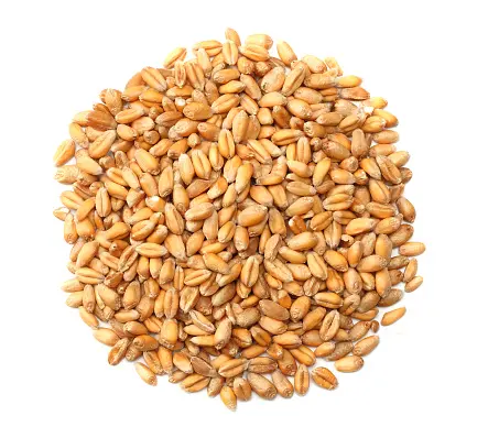 Miglior prezzo di mercato grano di grano sfuso puro e nutriente grano di grano