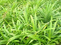 Meilleur Prix Pandanus frais naturel congelé laisser dans l'emballage sous vide