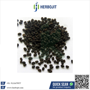 ขายดี ยี่ห้อใหม่ สดใหม่ ปสอราเลีย คอริลิโฟเลีย (เมล็ดบาบชี) แท้ 100% จากธรรมชาติ 25 กก. ผลิตในอินเดีย ฮีโรบอจิต ราคาส่งต่างประเทศ - Product Image 6