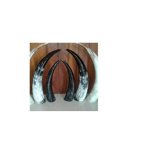 buffalo pair horn best quality cow horn natural craft modern design buffalo pair horn for best price Different size