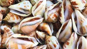 Conchas Strombidae de alta calidad para fabricantes de productos hechos a mano al por mayor, exportadores y comerciantes de decoración - Product Image 5