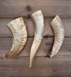 Corne de bélier décorative de haute qualité faite à la main, corne récoltée de manière éthique pour un usage spirituel, style intérieur et collection - Product Image 1