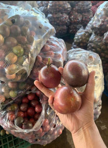 Dados de mango congelados de alta calidad, sabor dulce, agua rápida, paquete al vacío a granel, precio de fábrica, marca, envío rápido, muestra gratis - Product Image 6