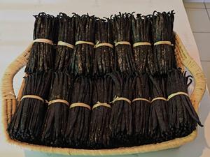 Vainas de Vainilla al por Mayor en Línea, 100% Naturales, Vainilla Planifolia con Preparación Tradicional, con 3 Años de Vida Útil - Product Image 5