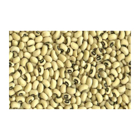 Haricots noirs non-OGM de qualité supérieure en gros, récolte de l'année la plus récente, en vrac, avec stockage longue durée, durée de conservation de 24 mois