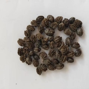 Graines de Papaye - Product Image 3