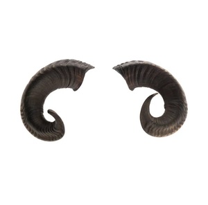 Par de cuernos clásicos hechos a mano de la mejor calidad, técnica pulida por proveedor indio para hacer artículos decorativos de animales con estilo - Product Image 5