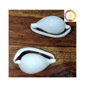 Trending Natural Cowrie Shells Precio para la venta al por mayor para diseñadores de joyas y amantes de la decoración - Product Image 1
