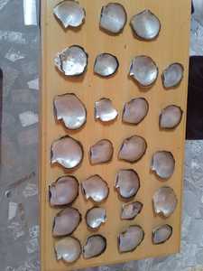 เปลือกหอยมุกสีดำธรรมชาติเหมาะสำหรับการใช้งานด้านเทคนิคเหมาะสำหรับการขายต่อโดยร้านจำหน่ายเปลือกหอย - Product Image 4