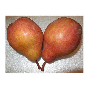 Sac en maille PE de 50kg pour fruits biologiques frais pour l'emballage de fruits du jacquier banane oignon - Product Image 2