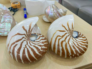 Tiger Chambered Shell entregado a minoristas artesanales Mayoristas de decoración de estilo playero - Product Image 5