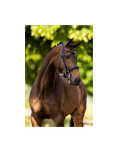 Bridon pour cheval en cuir italien de haute qualité avec boucles en acier inoxydable, produits équestres haut de gamme, service OEM bienvenu - Product Image 2